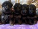 Chiots bergers allemands A DONNER 