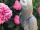 Congo African grey for sale