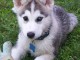 husky siberien disponible