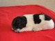 Magnifique Chiot Epagneul breton femelle a donner