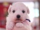 A donner chiot type bichon Frisé femelle