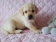 Donne super petite chiot type labrador