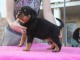  magnifique chiot type rottweiler à donner