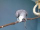 Perroquet gris du Gabon 1 an + cage à donner