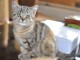 magnifique chaton british shorthair à donner