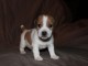 A donner magnifique Chiot type Jack Russel femelle 