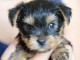 A Donner Petite femelle yorkshire terrier