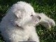 A donner chiot femelle type berger blanc suisse