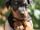 A DONNER Splendide chiot type pinscher nain