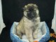 Chiot femelle Berger belge a donner