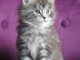 A donner Bébé chaton femelle type maine coon