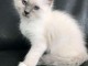 Chaton de birmanie de race pure 