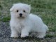 Magnifique  chiot Bichon maltais  donner