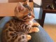 Chatons Bengal contre bon soins