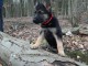 chiots berger allemand