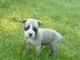 Magnifique  chiot Américan Staffordshire Terrier à donner