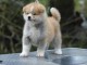 Magnifique chiot Akita Inu  à donner 