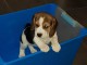 Magnifique  chiot Beagle à donner