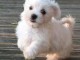 Magnifique  chiot Bichon frise à donner