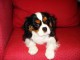 Disponible de suite  chiot Cavalier King Charles  à donner