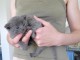 Adorables chatons chartreux disponible pour adoption.