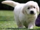 Magnifique  chiot golden retriever à donner 