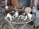 Sublimes Chiots Jack Russel Pure Race