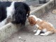 Adorables Chiots Cavaliers King Charles Pure Race