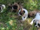 Magnifiques Chiots Bouledogues Français Pure Race