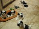 Exceptionnels Chiots Shih Tzu Pure Race