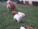 Magnifiques Chiots Chow Chow Pure Race