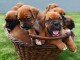 Magnifiques Chiots Boxer Pure Race