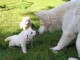 Extraordinaires Chiots Berger Blanc Suisse Pure Race