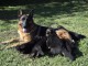  Magnifiques Chiots Berger Allemand Pure Race