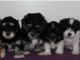 Superbes Chiots Bichon Havanais Pure Race Pedigree