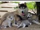  Magnifiques Chiots Husky Siberien Pure Race