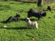  Magnifiques Chiots Carlin Pure Race