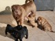 Magnifiques chiots de Shar Pei Pure Race