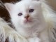 Adorables chatons sacre birmanie disponible pour adoption