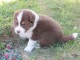 Adoption chiot berger australien