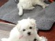 chiots bichon maltais A DONNER