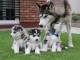 chiots Husky sibérien males et femelles