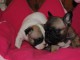 chiots Bouledogue Français disponibles