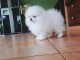 chiots SPITZ ALLEMAND males et femelles disposs