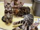 chatons Bengal non inscris au Loof