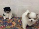 A donner chiots Spitz Allemand