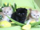 chatons males et femelles