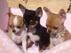 A donner chiots Chihuahua disponibles
