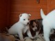 Adorable chiot husky de sibérie 