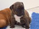 MAGNIFIQUE CHIOTS  Staffordshire Bull Terrier A DONNER